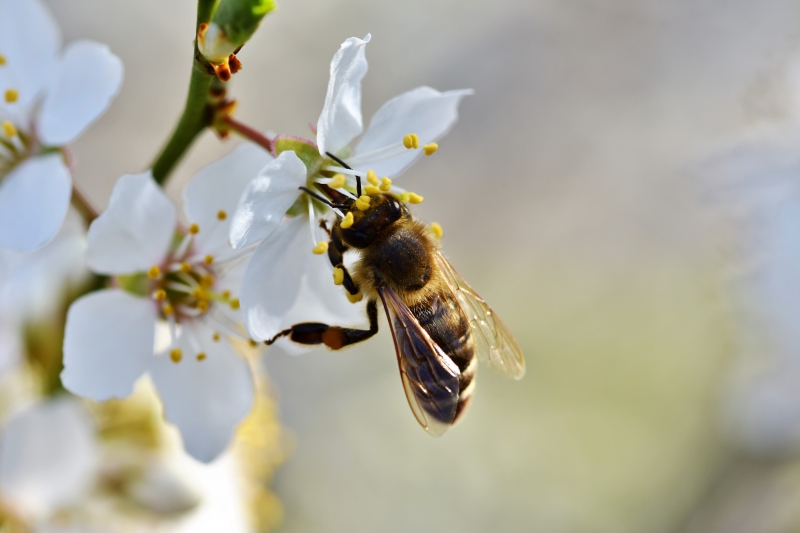 jardinerie-ROQUEFORT LES PINS-min_bee-4092986